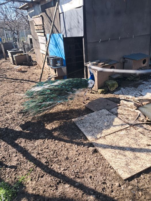 Păuni pereche (pauni standard indian blue)