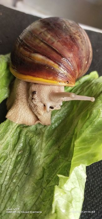 Улитка Африканская Архахатин