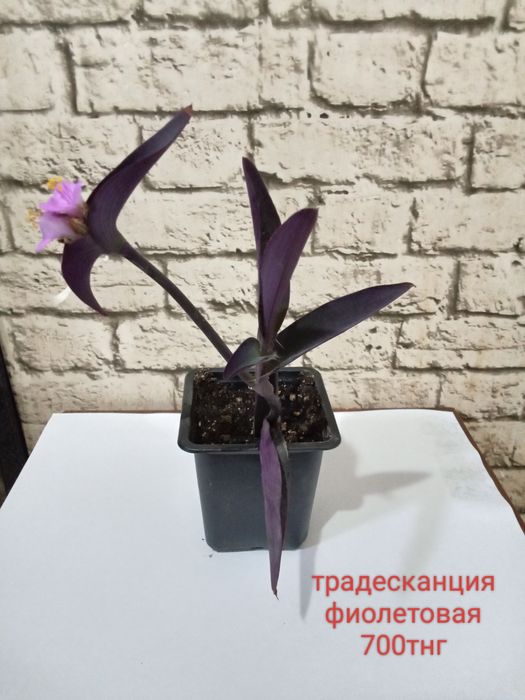 Продаются ростки(рассада)