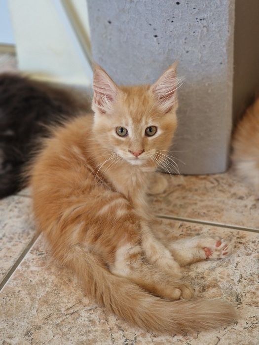 Котенца Мейн Куун