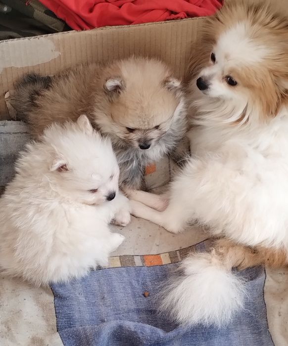 Померан , 2 момчета на 1 г.