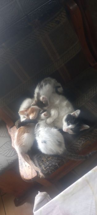 Котята крыселовы