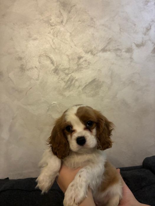 Diponibil cățel King Charles