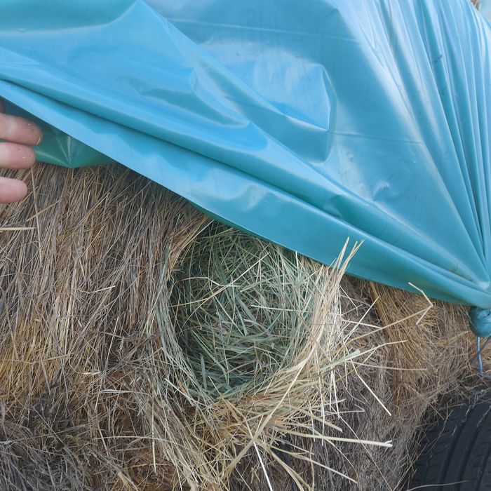 Vând baloti mari și mici