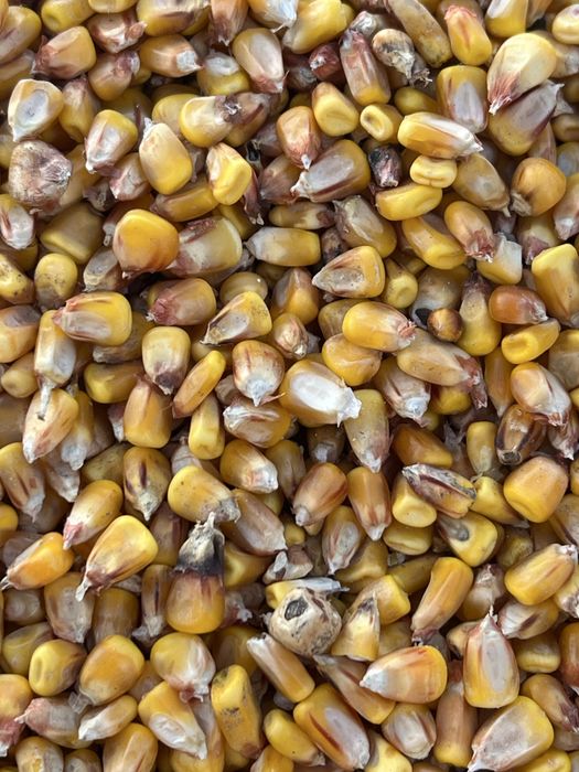 Porumb boabe calitate