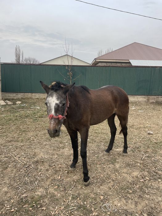 Продам лошадь байтал