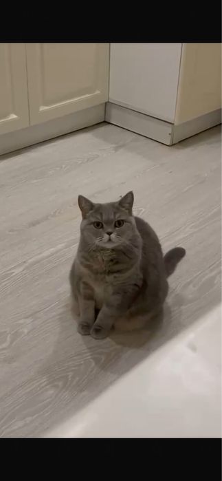 отдадим кошку в хорошие руки