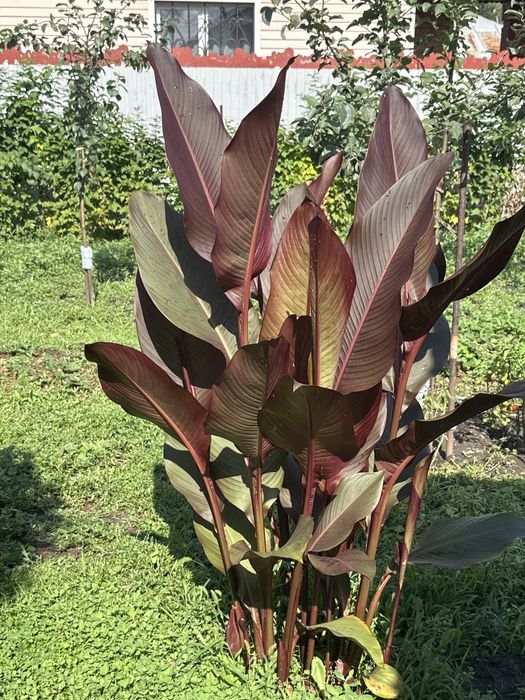 Канны цветы садовые, можно для дома