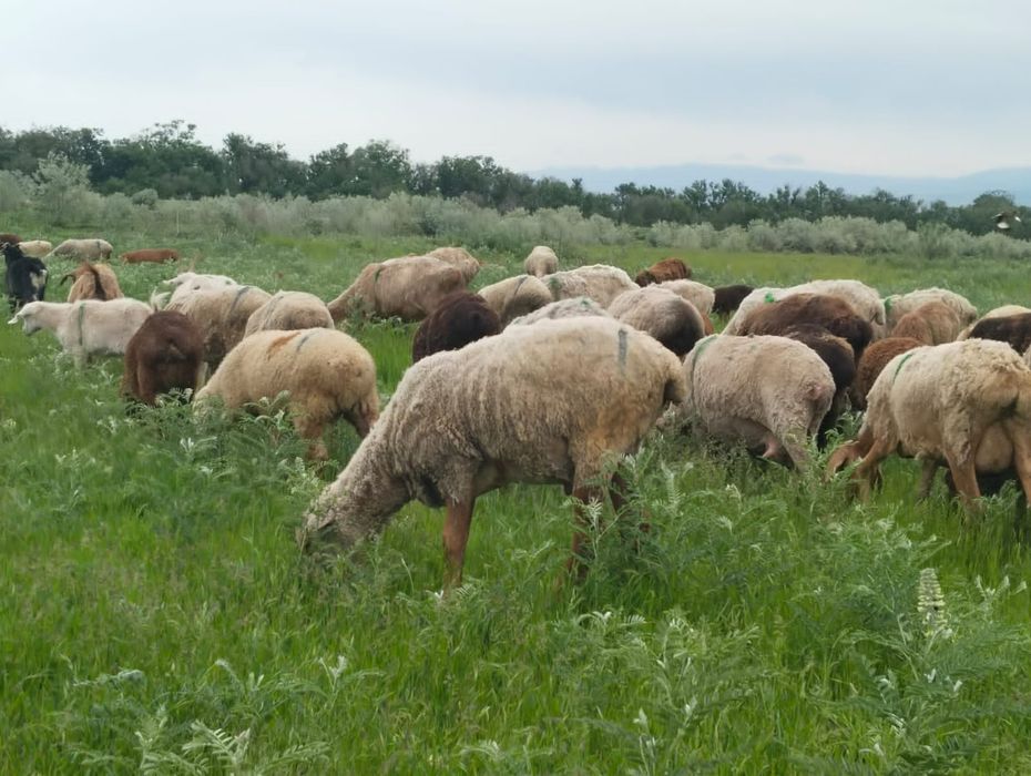 Қой сатылады Продаются бараны, овцы