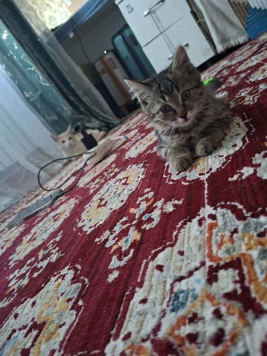 Котёнок девочка бесплатно