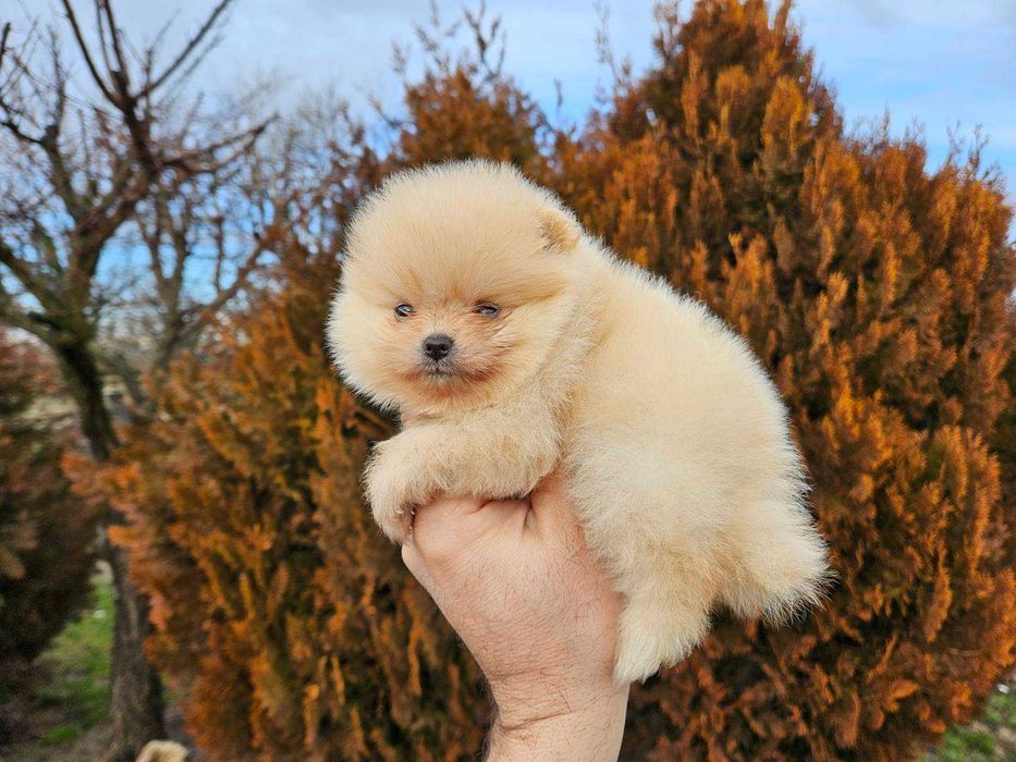 Померан мини продавам мъжко