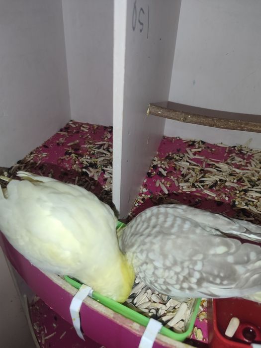 Ruchnoy totilar sotiladi donasi 200mindan