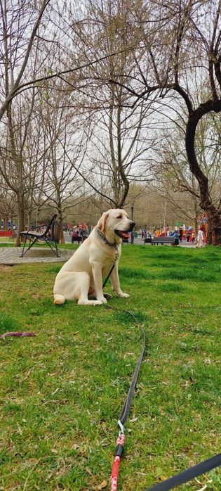 Psihologie canină și dresaj