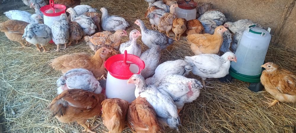 Pui rasa mixta,kabir și Monaco,puicute ouătoare,boboci rată