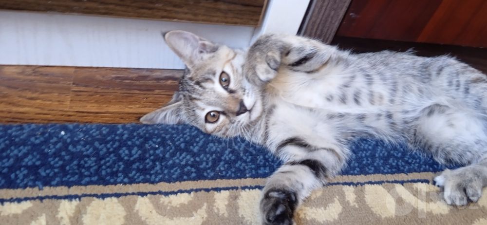 Котёнок в добрые руки бесплатно