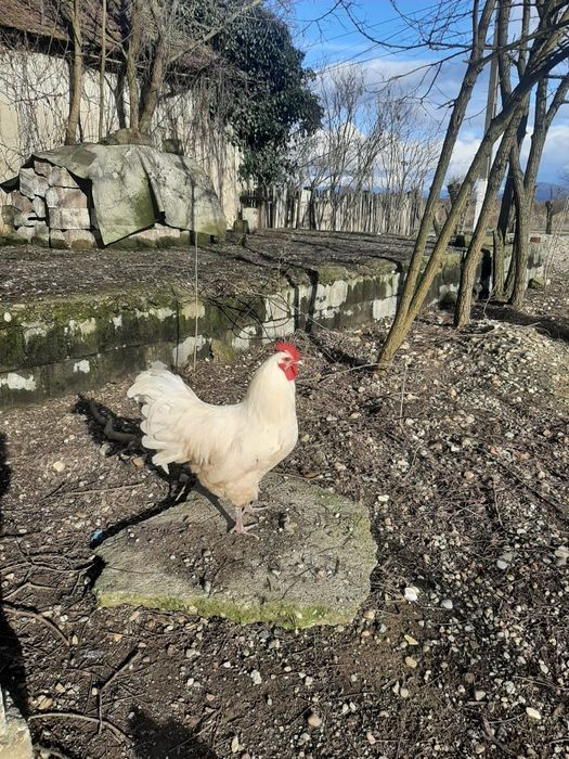 Găini astrolopi de vanzare