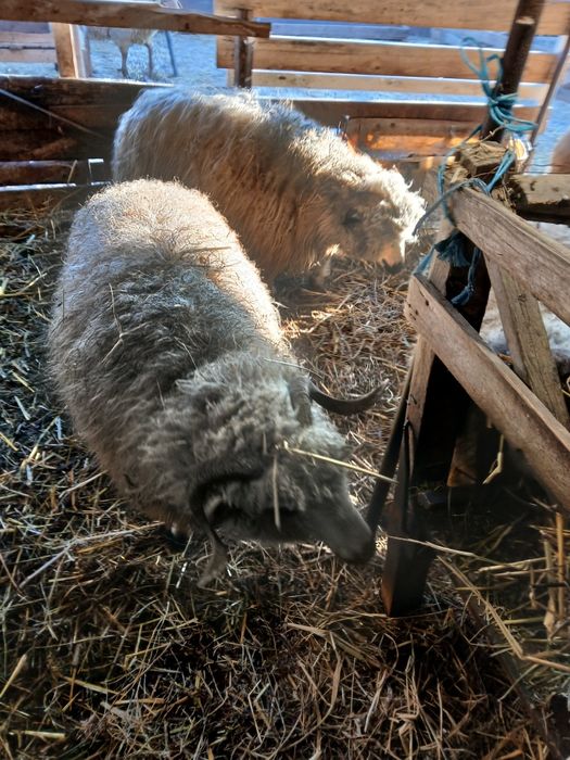 Vand 5 oi turcane de hateg