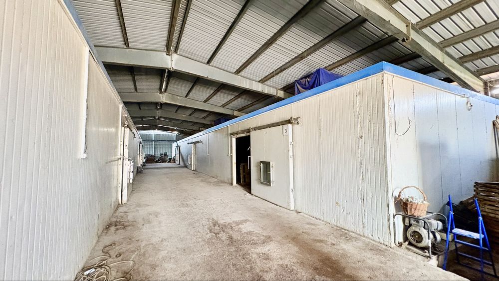 Яблоневый сад 51га