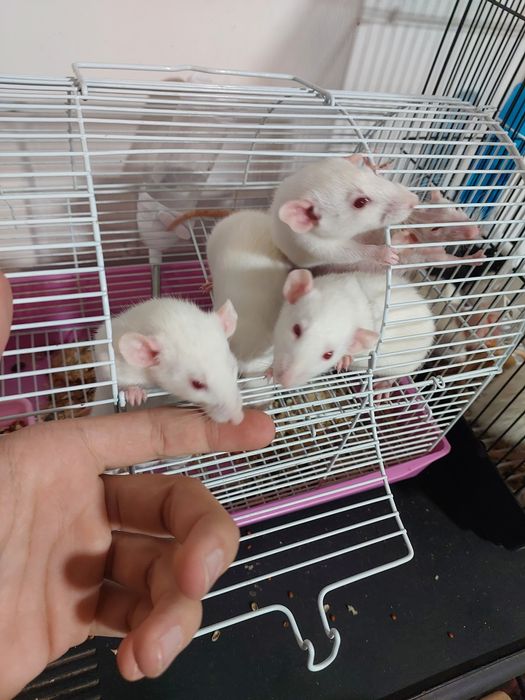 Крысы (домашние, ручные)