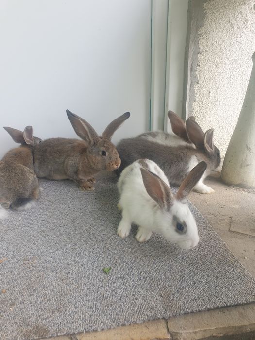 Vand iepuri femela si mascul