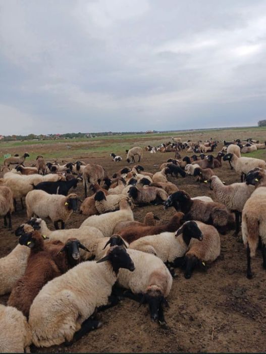 Oferim spre vânzare oi și capre