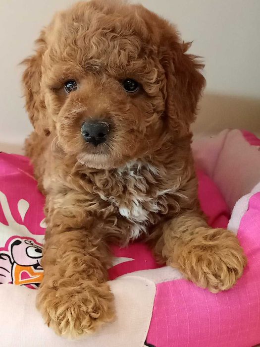 Кавапу различни цветове