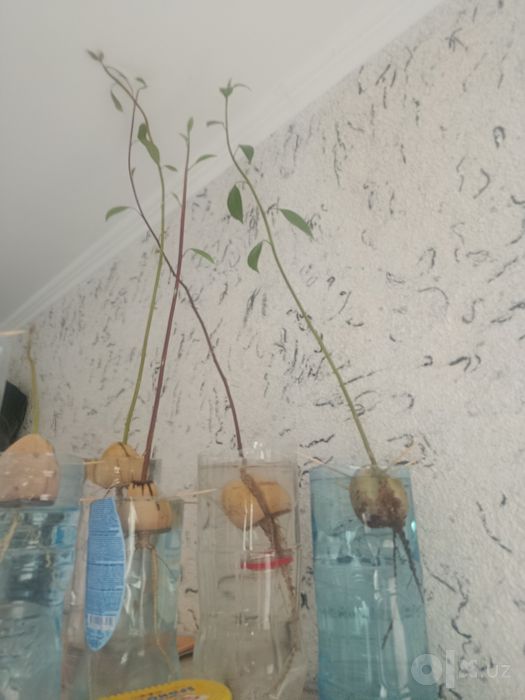 Avokado kuchati 3 oylik