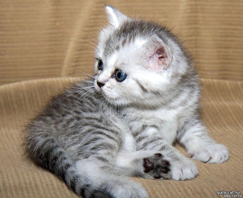 котята ТАББИ британцы метис с РИНГТЕЙЛОМ