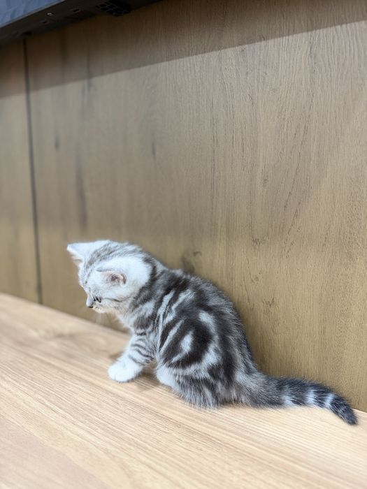 Продам котенка шотландца