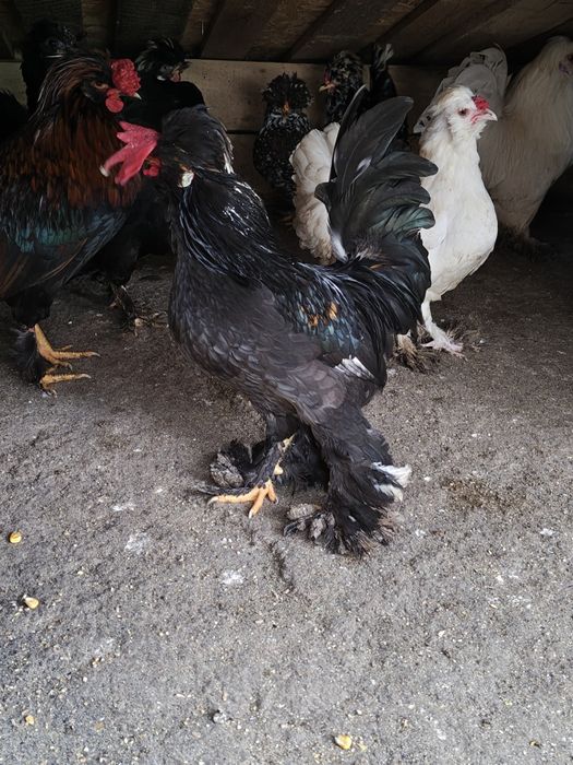 Яйца от струмски бантам и петли