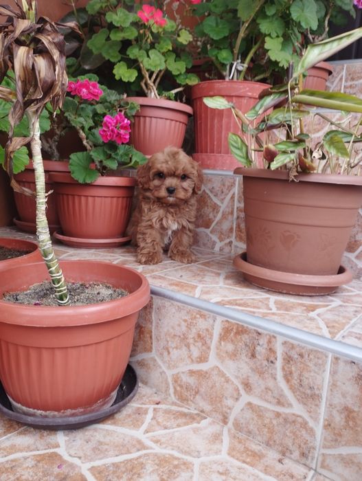 Кавапу Cavapoo .