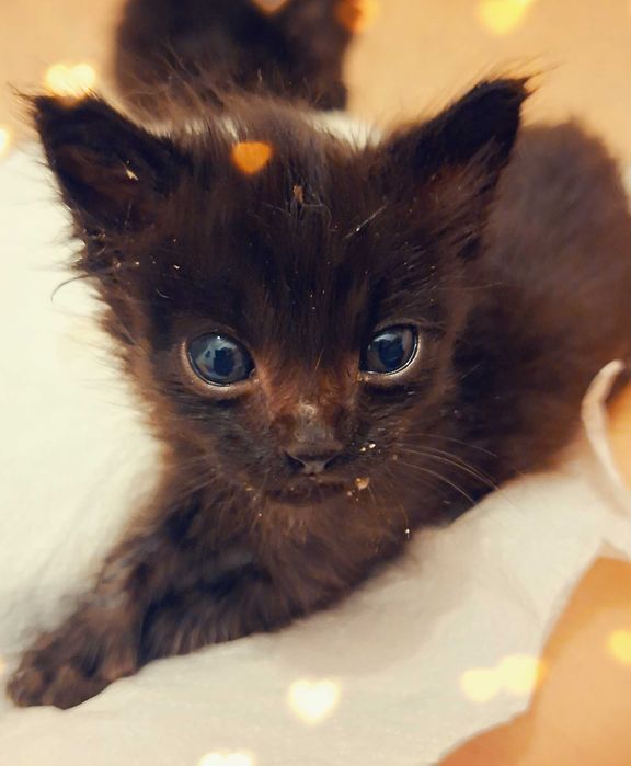 Adoptie pui de pisica negrii si pufosi Bujoreii