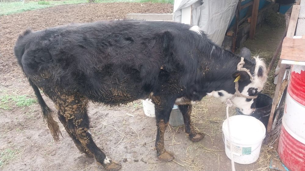 Продам телку возраст 1год