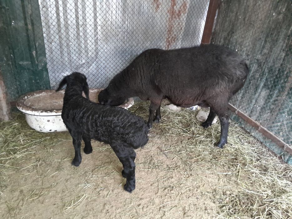 Ona bola quy sotiladi