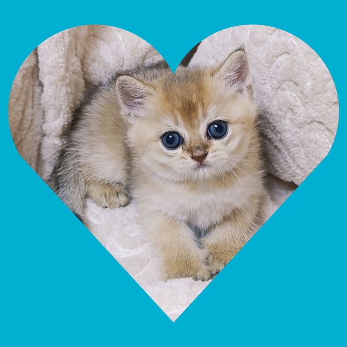 Котёнок золотая шиншилла.