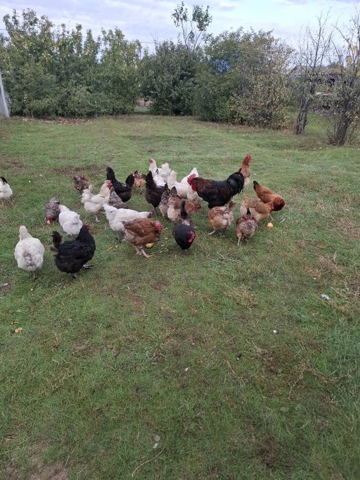 Продам домашних кур.