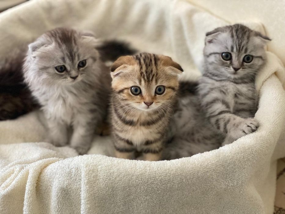 котик для случки