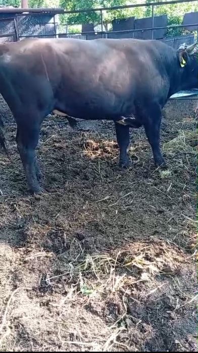 Продам быка, 1,4 года