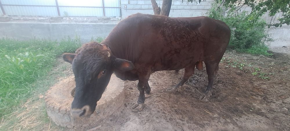 Пародный кал шох зотлардан