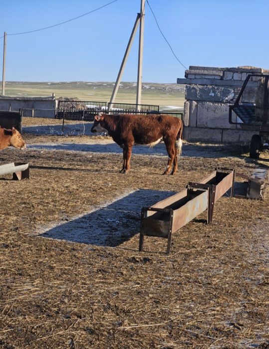 В продаже бычки в количестве 13