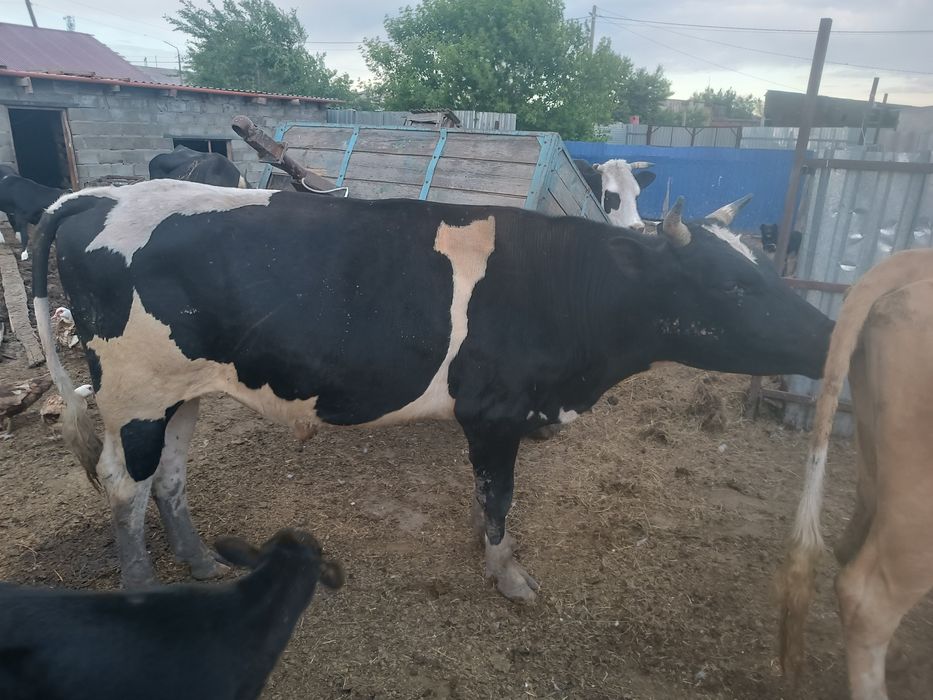 Продам быка !! ,