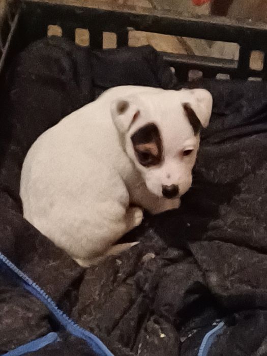 Джак  Ръсели  -мини