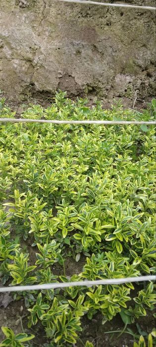 Manzarali dekarativ Shamshodlar bresklet sotiladi