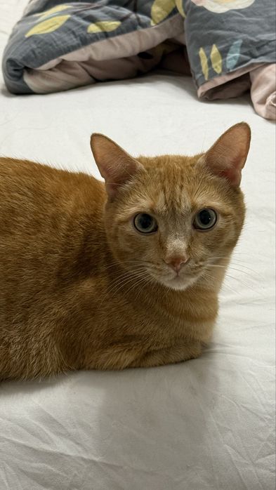 Ласковый домашний  кот ищет семью