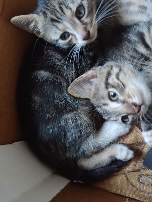 Подарявам котета