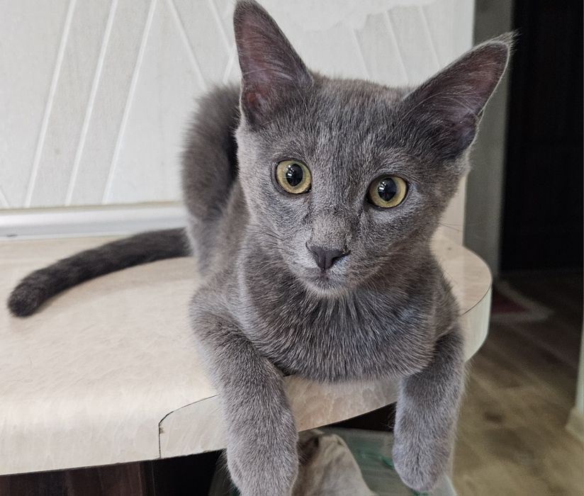 В добрые руки! Порода русская-голубая.