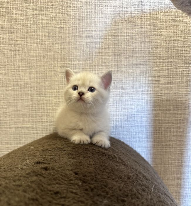 Котята ( очаровательный британец котенок ) . Скоттиш страйт