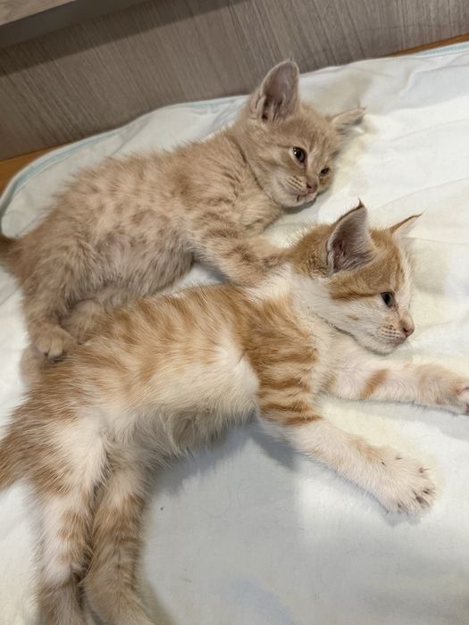 Отдам котят в добрые руки