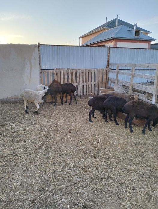 Еркек койлар сатылады