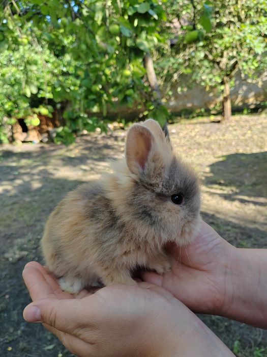 Iepurași pitici pufoși sau cu păr scurt